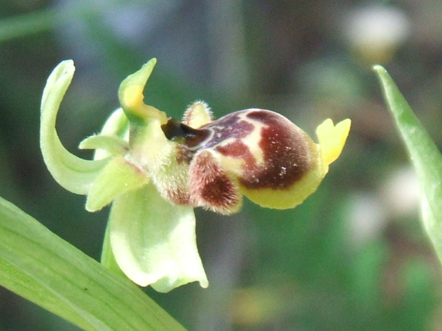 orchidee del gargano